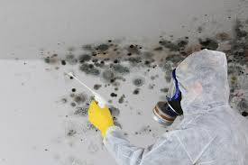 Best Emergency Mold Remediation  in Long View, NC